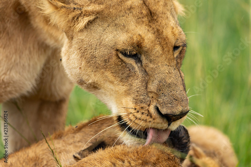 Fototapeta Naklejka Na Ścianę i Meble -  Lioness licking her cub after lunch 