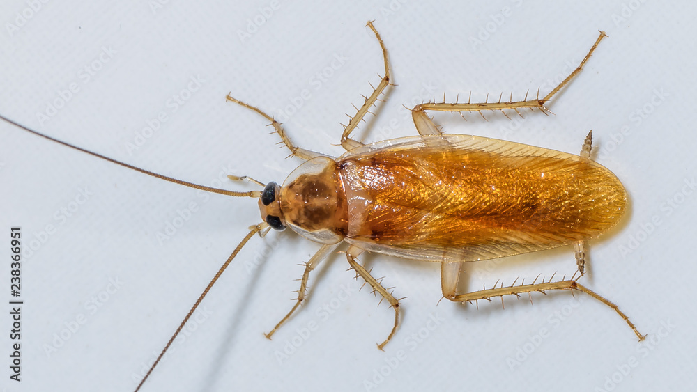 Just your friendly home roach :) Just your friendly home roach :)