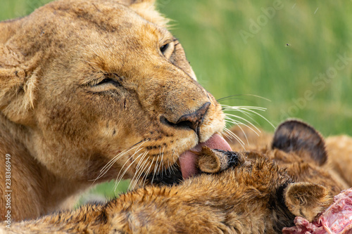 Fototapeta Naklejka Na Ścianę i Meble -  Lioness licking her cub after lunch 