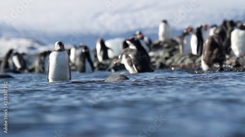 Gentoo penguins in the water Gentoo penguins in the water of Antarctica