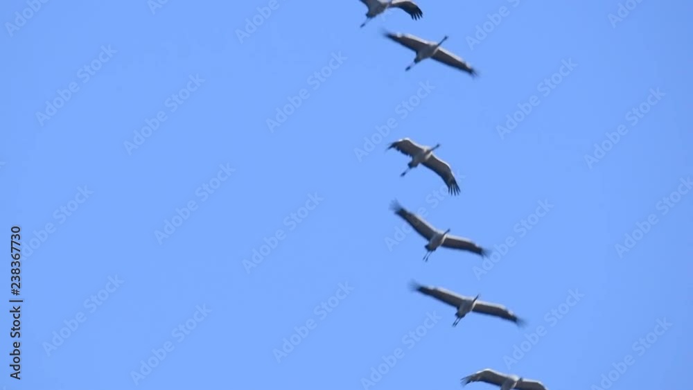 Common Cranes or Eurasian Cranes (Grus Grus) birds flying in mid air during migration to the South in the fall. Slow motion clip. Common Cranes or Eurasian Cranes (Grus Grus) birds flying in mid air during migration to the South in the fall. Slow motion clip.