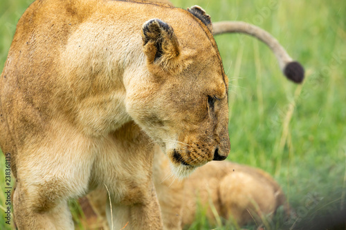 Fototapeta Naklejka Na Ścianę i Meble -  Lioness’s muzzle close-up