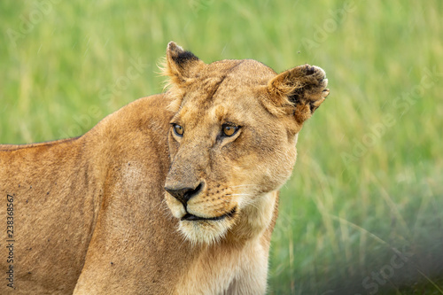 Fototapeta Naklejka Na Ścianę i Meble -  Lioness’s muzzle close-up