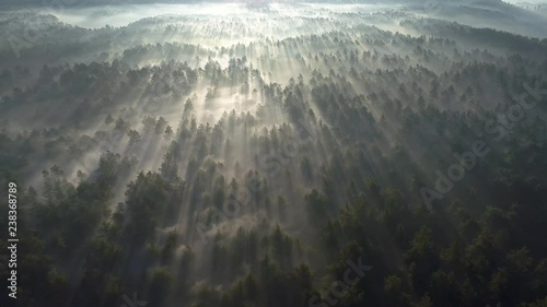 Sunrise in the misty forest. Marvelous view of flying over pine forest in the morning. There is magical fog all the way to the horizon. Aerial shot, 4K photo