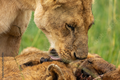 Fototapeta Naklejka Na Ścianę i Meble -  Lioness’s muzzle close-up