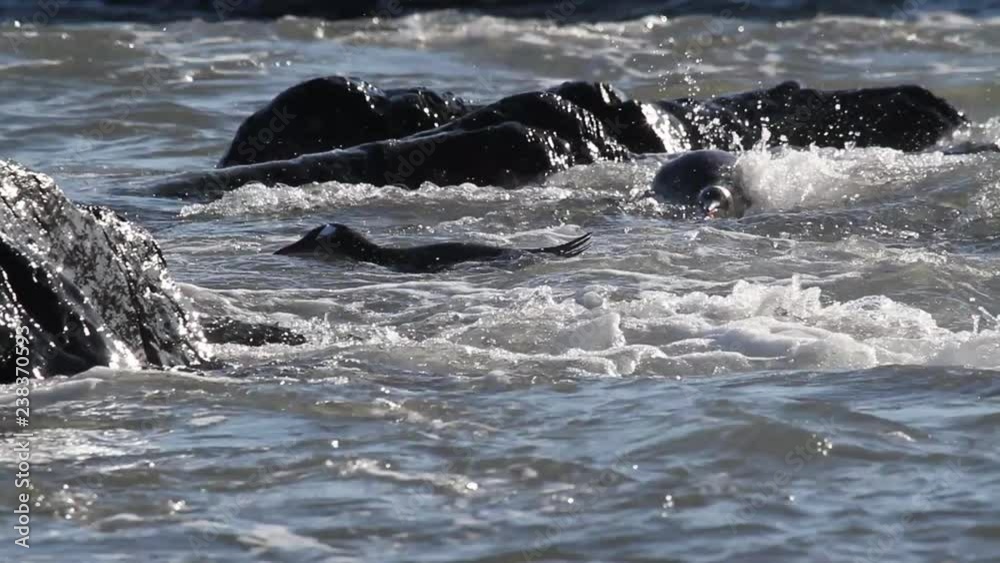 Gentoo penguin in the water Gentoo penguin from Antarctica