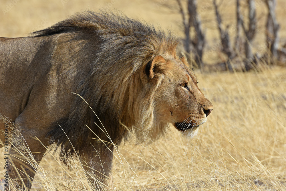 Mähnenlöwe (Panthera leo) im Westen des Etosha Nationalpark in Namibia Mähnenlöwe (Panthera leo) im Westen des Etosha Nationalpark in Namibia