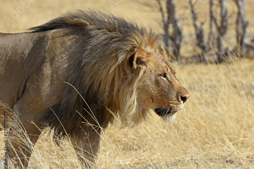 M  hnenl  we  Panthera leo  im Westen des Etosha Nationalpark in Namibia