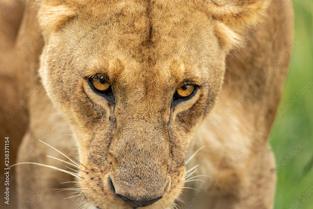 Fototapeta premium Lioness’s muzzle close-up