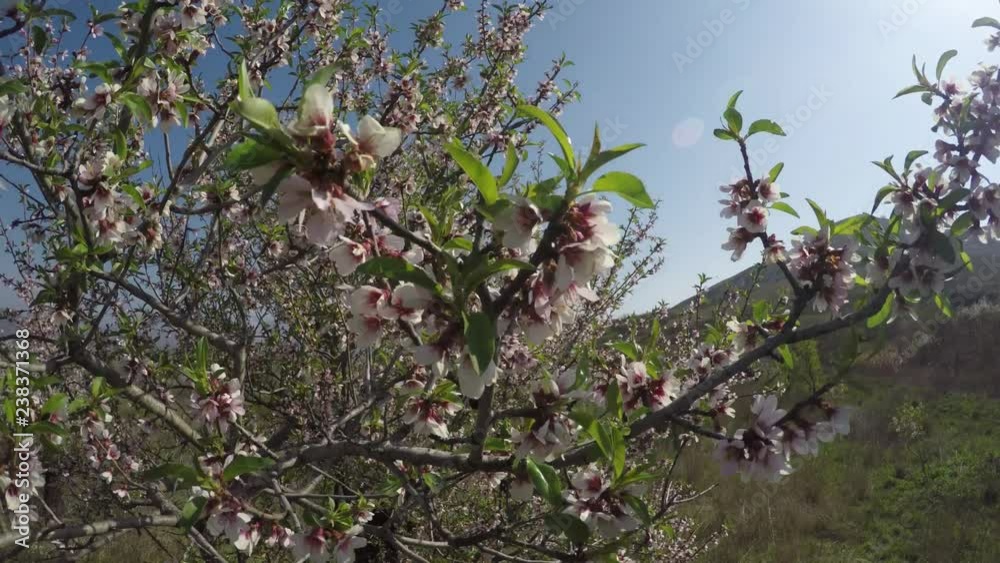 flowering almond tree in the spring in the mountains flowering almond tree in the spring in the mountains
