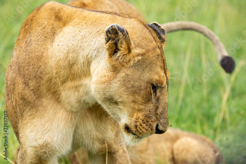 Fototapeta Naklejka Na Ścianę i Meble -  Lioness’s muzzle close-up