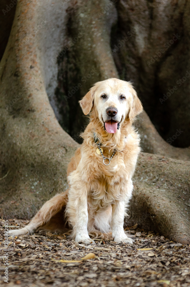 Labrador Retriever dog sitting in front of old tree with mouth open Labrador Retriever dog sitting in front of old tree with mouth open