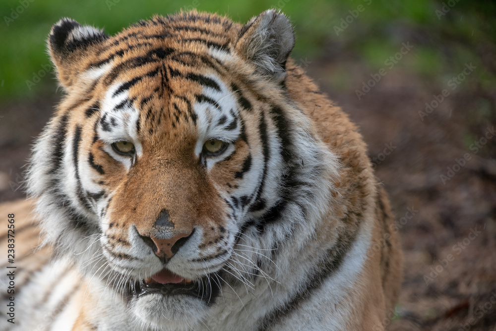 Amur Tiger Amur Tiger