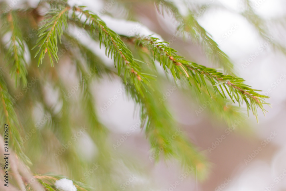 green fir branches covered with snow in the winter forest green fir branches covered with snow in the winter forest