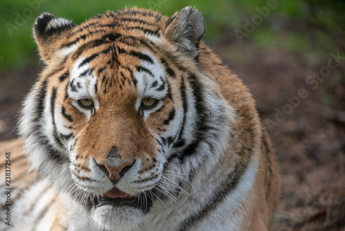 Fototapeta Naklejka Na Ścianę i Meble -  Amur Tiger