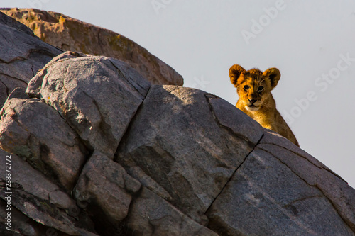 Lions of the Serengeti - 9862