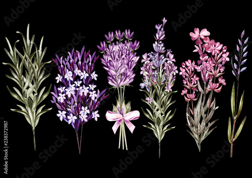 Set of watercolor bouquet lavender flowers on white background.