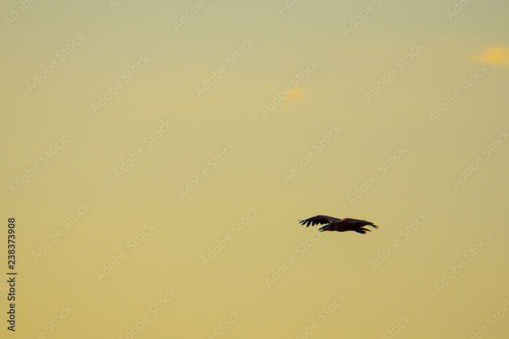 bird in flight bird in flight