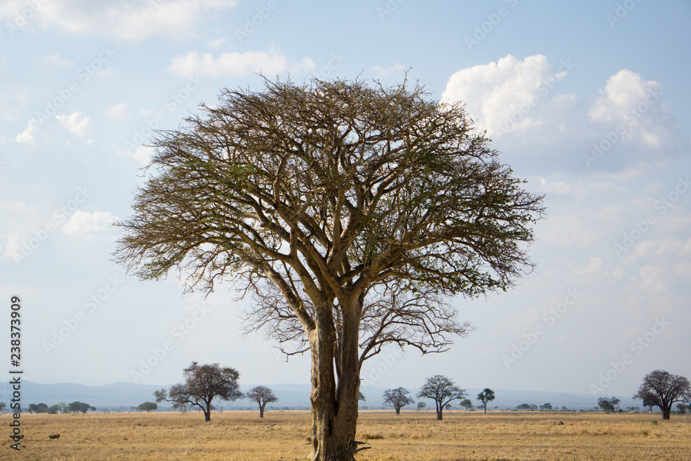 tree in savannah