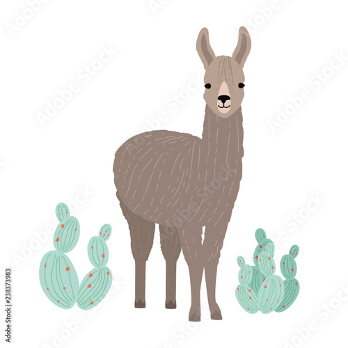 Adorable llama or cria isolated on white background