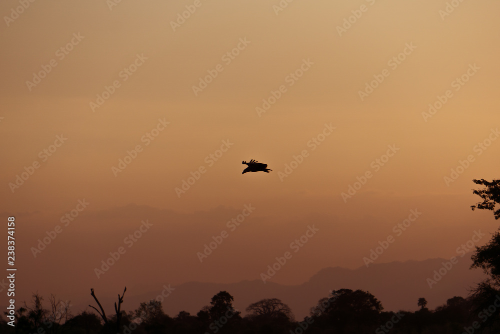 silhouette of a bird in the sky during african sunset