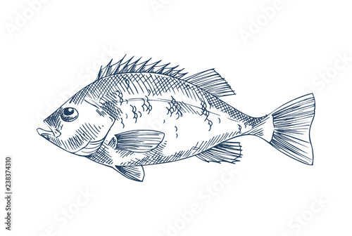 Bass seafood vector monochrome illustration.