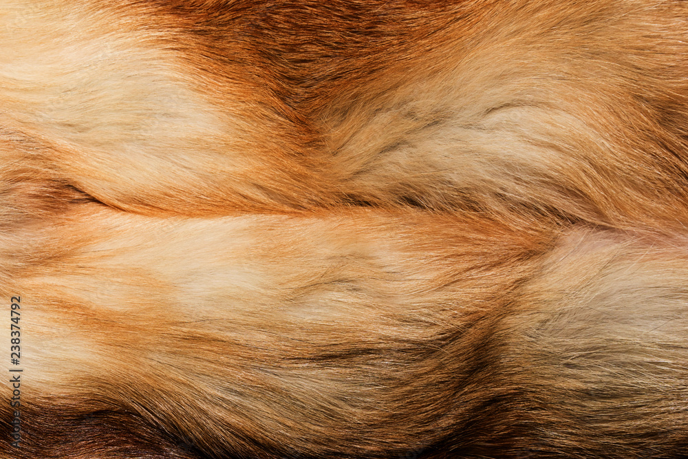 Natural animal fur background texture. yellow fox wool close-up Natural animal fur background texture. yellow fox wool close-up