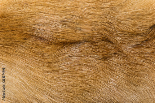 Natural animal fur background texture. yellow fox wool close-up