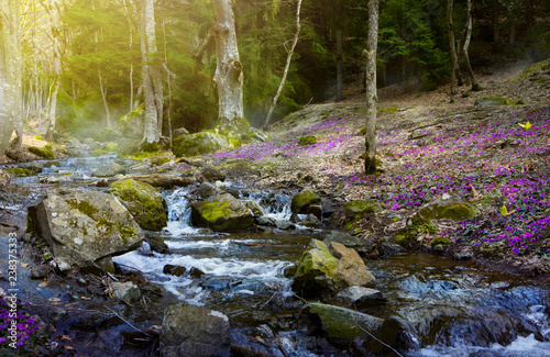 blooming spring forest; Mountain stream and spring flowers