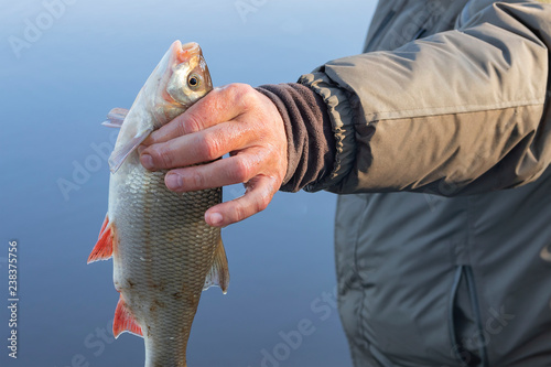 freshwater fish is a ide (Leuciscus idus), or orfe
