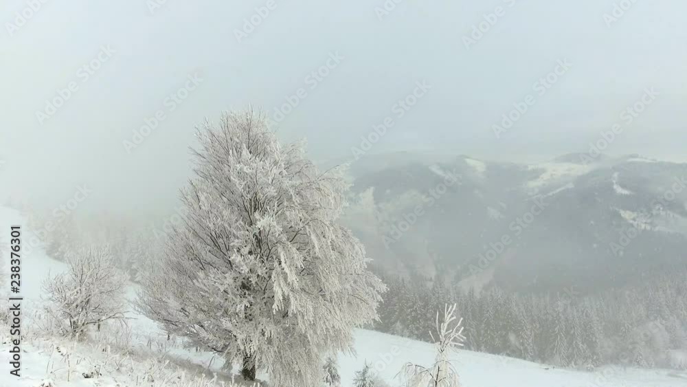 mountains in winter. Rural landscape. Trees covered with snow. Happy New Year. frozen very beautiful trees. Winter tale. mountains in winter. Rural landscape. Trees covered with snow. Happy New Year. frozen very beautiful trees. Winter tale.