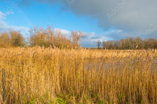 Reed along the shore of a pond in a natural park in sunlight at fall © Naj