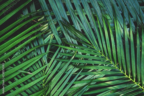 Dark green palm leaf texture background, tropical jungle tone concept