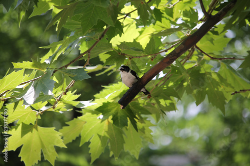The Birdy On The Green Background