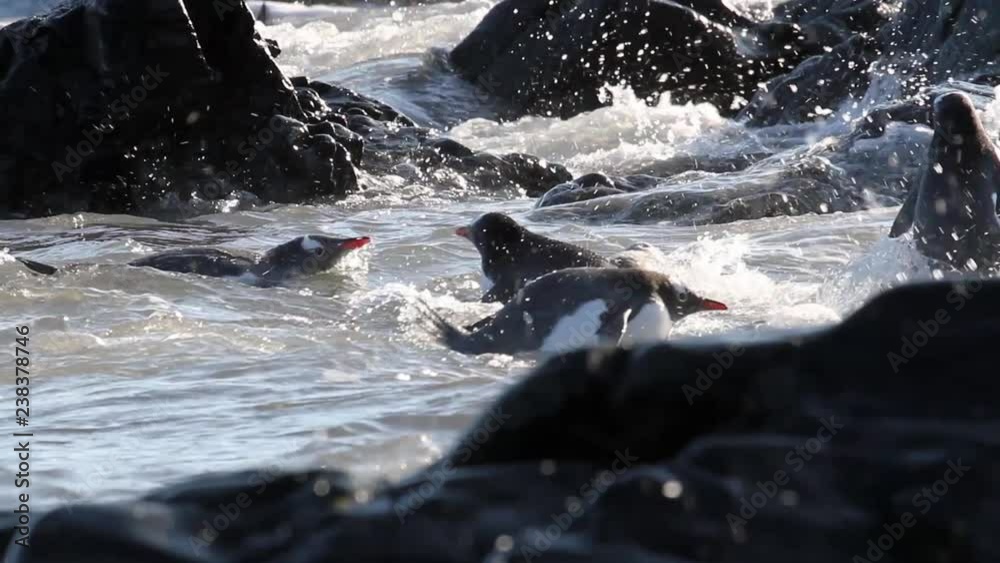 Gentoo penguins swim in the water of Antarctica Gentoo penguins swim in the water of Antarctica