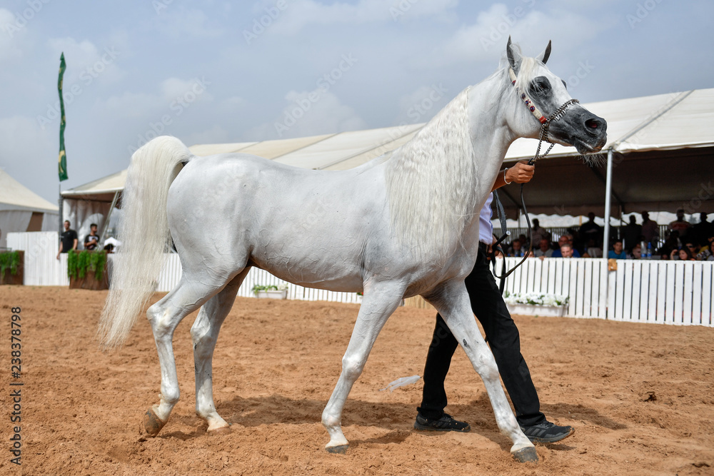 The Arabian Horse 