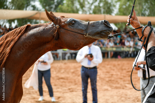 Fototapeta Naklejka Na Ścianę i Meble -  The Arabian Horse 