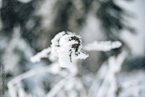 Winter landscape in the Black Forest © Ingmar