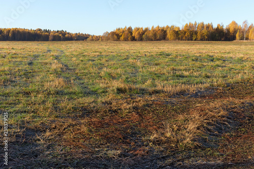 Country roads passing through the field. Yellow trees in the distance. Golden Autumn. Sunny frosty morning.