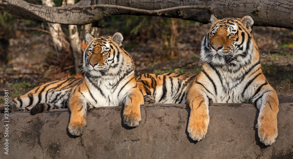 Obraz premium Para tygrysa syberyjskiego (Panthera tigris altaica)