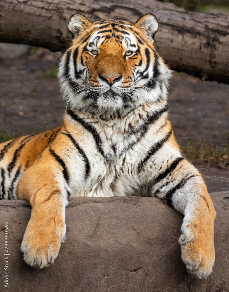 Close up view of a relaxed Siberian tiger (Panthera tigris altaica)