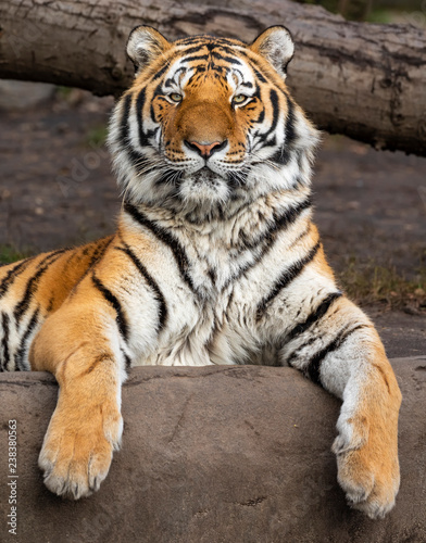 Close up view of a relaxed Siberian tiger  Panthera tigris altaica 