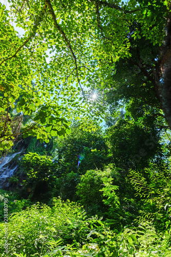beautiful green leaves of trees forest with sunlight