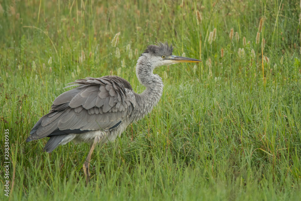 Fototapeta premium Grey Heron / Ardea cinerea