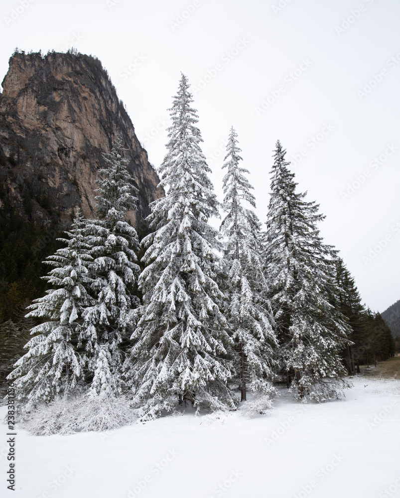 Fotografie Wunderschöne schneebedeckte Tannen Landschaft