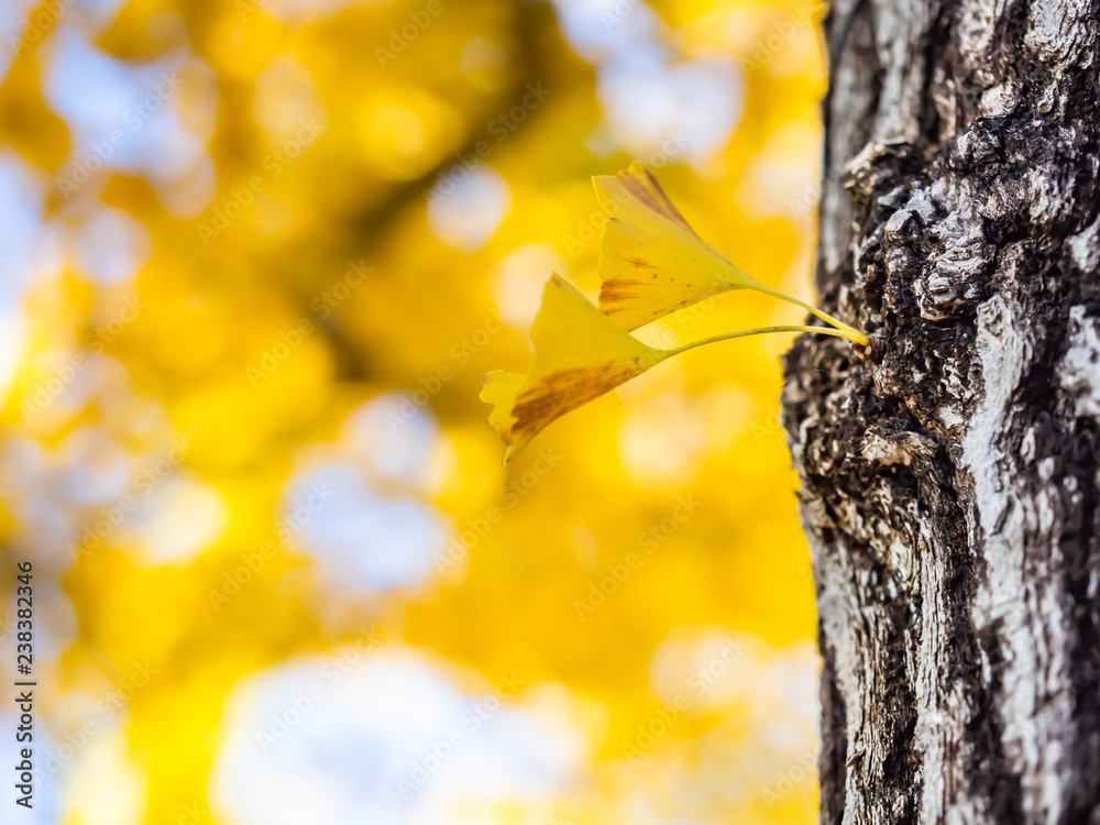 Φωτογραφία Closeup of vivid yellow ginkgo leaves with blurry background and sky in autumn season