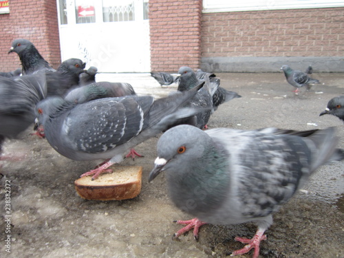 pigeons on the street