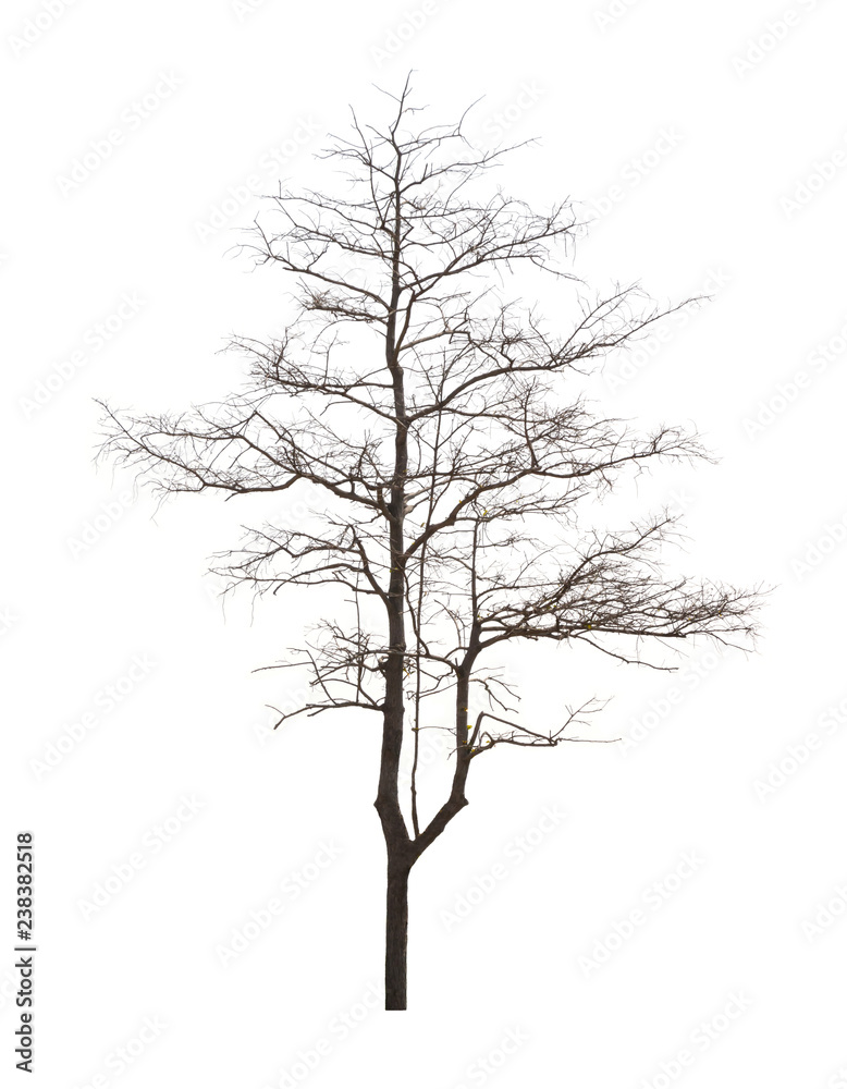 Dead tree has no leaves on a white background. Not taken care Not enough water. Make a perennial tree die.Dead trees in bad environment. Dead tree has no leaves on a white background. Not taken care Not enough water. Make a perennial tree die.Dead trees in bad environment.
