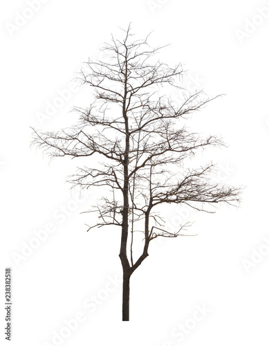 Dead tree has no leaves on a white background. Not taken care Not enough water. Make a perennial tree die.Dead trees in bad environment.
