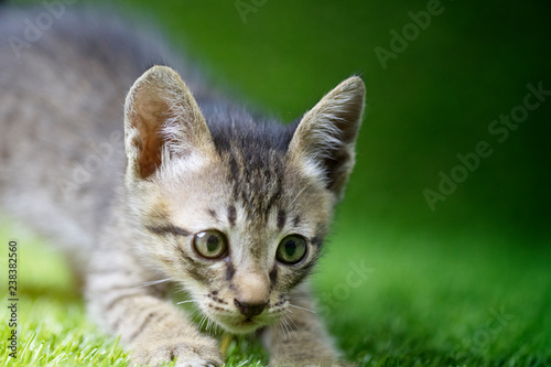 Tiny kitten looking at camera